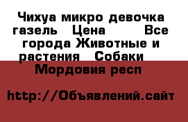 Чихуа микро девочка газель › Цена ­ 65 - Все города Животные и растения » Собаки   . Мордовия респ.